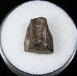 Triceratops Shed Tooth - Montana #16662-1